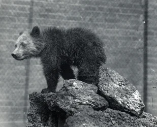 Grizzlybjørneunge